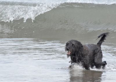 Dog running on shore