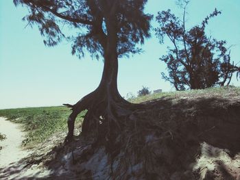 Trees on beach against clear sky