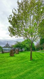 Trees on grassy field