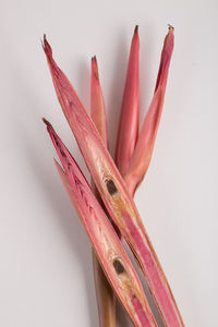 Close up of red leaf against white background