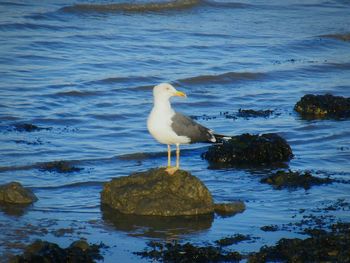 Seagull flying over sea