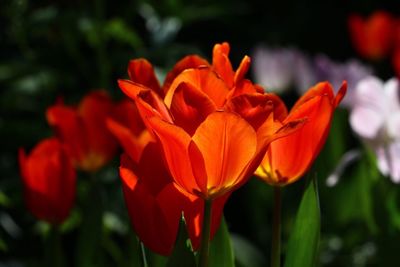 Close-up of day lily blooming outdoors