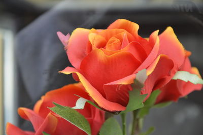 Close-up of red flower blooming outdoors