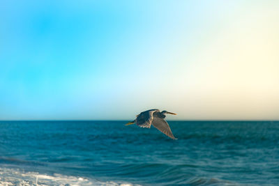 Seagull flying over sea against clear sky