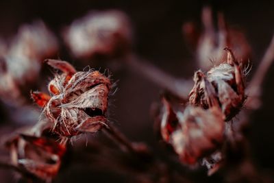 Close-up of dry flowers