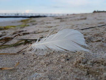 Close-up of feather on beach