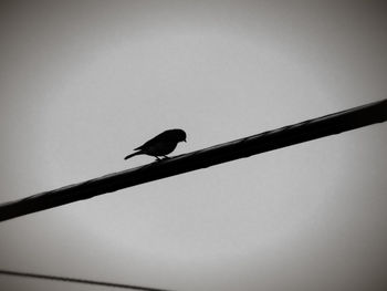 Low angle view of bird perching on cable