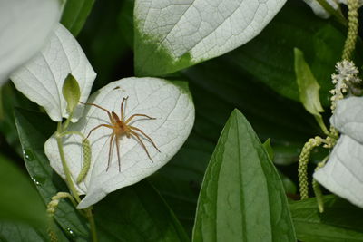 Close-up of insect on plant