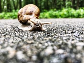 Close-up of snail