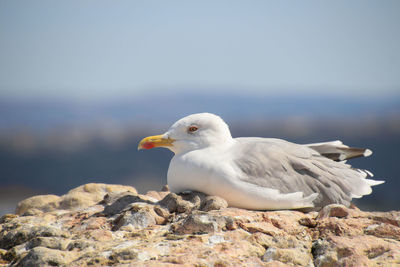 Close-up of seagull perching on rock