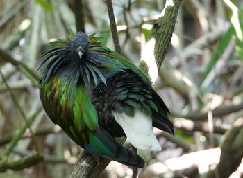 Close-up of bird perching on branch