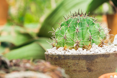 Close-up of cactus plant