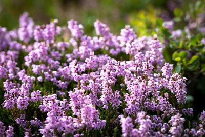 Close-up of lavender flowers on field