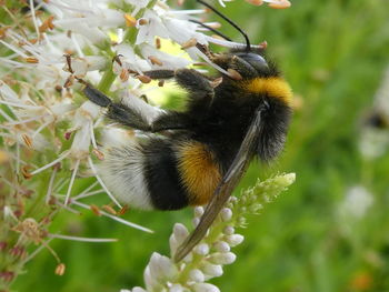 Close-up of bee on white flower