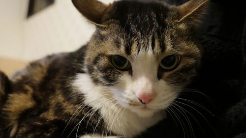 Close-up portrait of cat