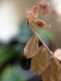 Close-up of lizard on plant during autumn