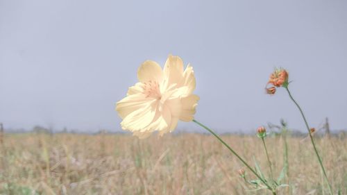 Close-up of flowering plant on field against sky