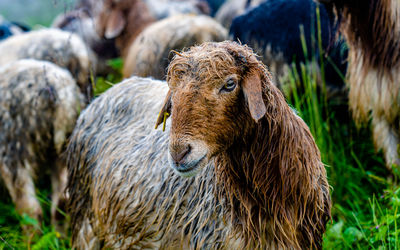 Sheep on field