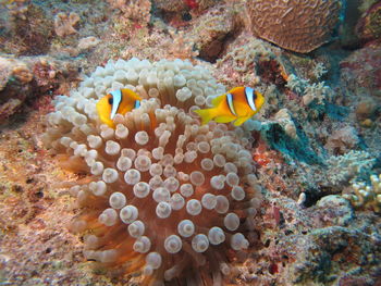 Close-up of fish underwater