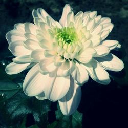 Close-up of white flowers