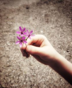 Close-up of hand holding purple flowering plant