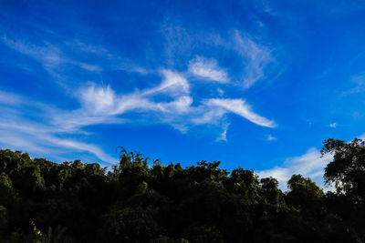 Low angle view of trees against blue sky