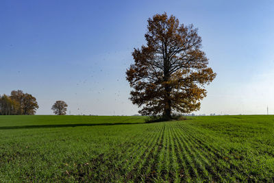 Scenic view of agricultural field against clear sky