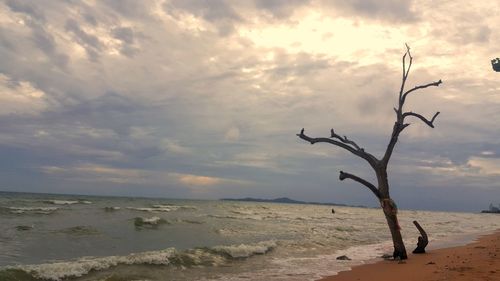 Driftwood on beach against sky during sunset