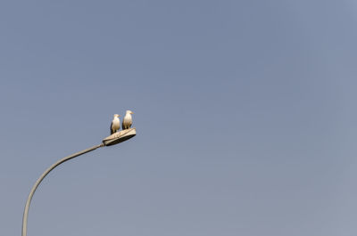 Low angle view of seagulls perching on street light against clear sky