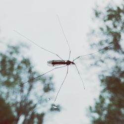 Close-up of insect on plant