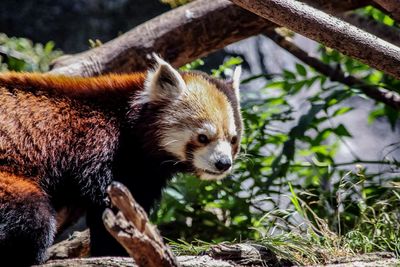 High angle view of an animal in zoo