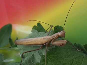 Close-up of a brown praying mantis with colourful background