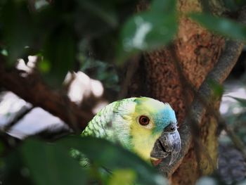 Close-up of a parrot