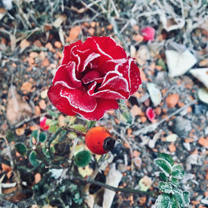 Close-up of red rose on field