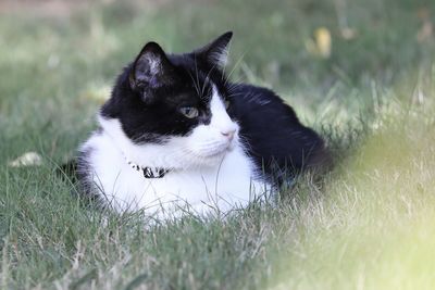 Cat lying on grass