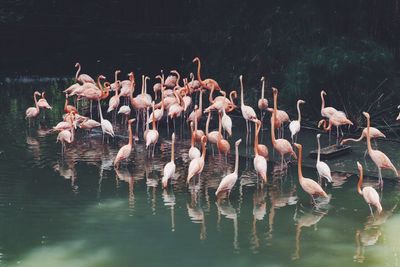 Swans swimming in lake