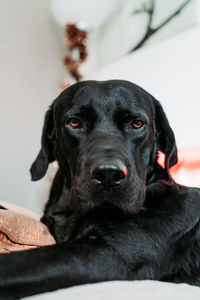 Close-up portrait of dog resting