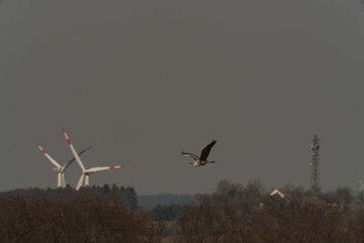 Birds flying against clear sky