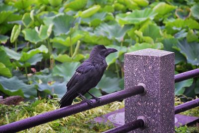 Raven corvus corax bird common beautiful  perched crow traditional japanese garden tokyo japan asia