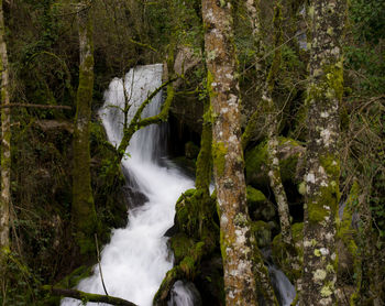 Scenic view of waterfall in forest