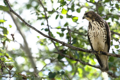 Low angle view of eagle perching on tree