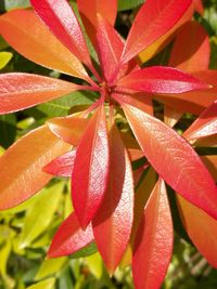 Close-up of wet red flowers