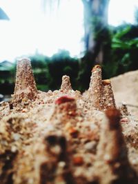 Close-up of mushroom growing on rock