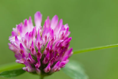 Close-up of pink flower