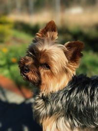 Close-up of dog outdoors