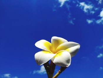 Close-up of white flower against blue sky