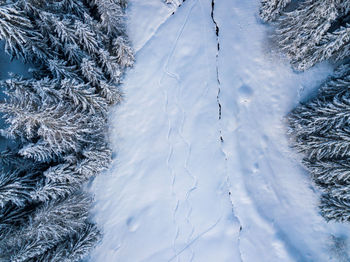 High angle view backcountry ski traces in snow with snow covered fir trees 