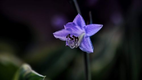 Close-up of purple iris flower