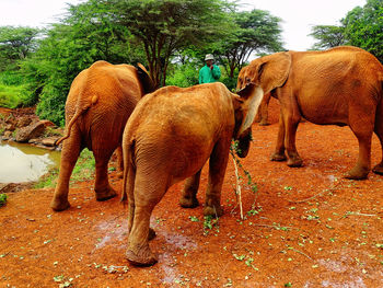 View of elephant in zoo