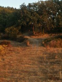 Scenic view of trees growing in forest